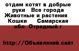 отдам котят в добрые руки - Все города Животные и растения » Кошки   . Самарская обл.,Отрадный г.